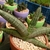 A potted specimen of a very dwarf cultivar.