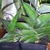 Potted plants with variegated succulent leaves.
