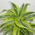 A rosette plant of green leaves with lime green margins.