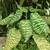 Plant with broad leaves that are irregularly barred with yellow.