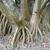 bark