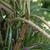 leaves and bark