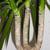 leaves and stems