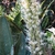 Erect spike of dozens of white, tubular flowers