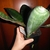 Hand holding potted plant with broad, thick leaves.