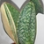 Sectoral variegated specimen with one half of the leaf yellow