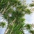 Many woody stems bearing rosettes of lanceolate leaves.