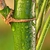 Close-up of the green cane and the brown node.