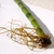 A length of green stem (cane) producing roots from the bottom.