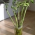 Green canes in a vase of water, rooting and sprouting new shoots