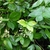 Spotted leaves.
