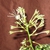 Tubular flowers with showy stamens and petals that bend backward