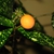 Orange fruit