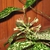 Tubular flowers