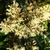 Close up of strappy leaves and clusters of white flowers.