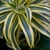 Close up of strappy leaves with creamy marginal stripes