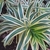 Close up of strappy leaves with creamy marginal stripes