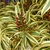 Close up of variegated leaves and red flower buds.