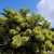 Tree with variegated leaves