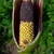 Flower detail