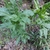 Leaves with white markings