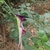 Outside surface of spathe