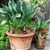 Growing in a pot