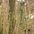 Stand of leaves with pinkish, glistening, glandular hairs.