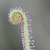 Close-up photo showing curled up leaf like a fiddlehead.