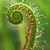 Close-up of an unfurling, linear leaf with glandular hairs.