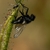 Close-up of a fly caught in the sticky goo of a leaf.