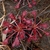 Rosette of spoon-shaped leaves covered in red glandular hairs.