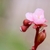 A pale pink, 5-petaled flower and young buds.