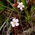 Two, pale pink, 5-petaled flowers.