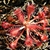 Rosette of spoon-shaped leaves covered in red glandular hairs.
