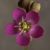Close-up on a dark pink, 5-petaled flower, with a superior ovary