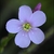 Close-up of a pinkish, 5-petaled flower.