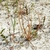 A plant growing in white sand. The leaves are erect & glistening