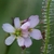 Close-up of a pinkish flower & leaf covered in glandular hairs.