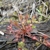Rosette plant with spoon-shaped leaves with sticky red hairs.