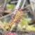 Close-up of leaf showing red sticky trap hairs