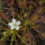 Single, white, 5-petaled flower with sticky leaves in background
