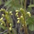 Flower buds on a curling one-side cyme