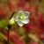 Buds & flower, which is white, 5-petled, with superior ovary