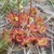 Rosette of racket-shaped leaves covered in red glandular hairs.