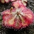 Rosette of spoon-shaped leaves covered in red glandular hairs.