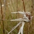 Dry flower in November in Liberty, Florida