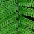 Close up of Leaf