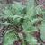 Whole Plant