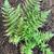 Dryopteris australis
